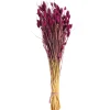 Depot Bouquet De Fleurs Sechees Phalaris