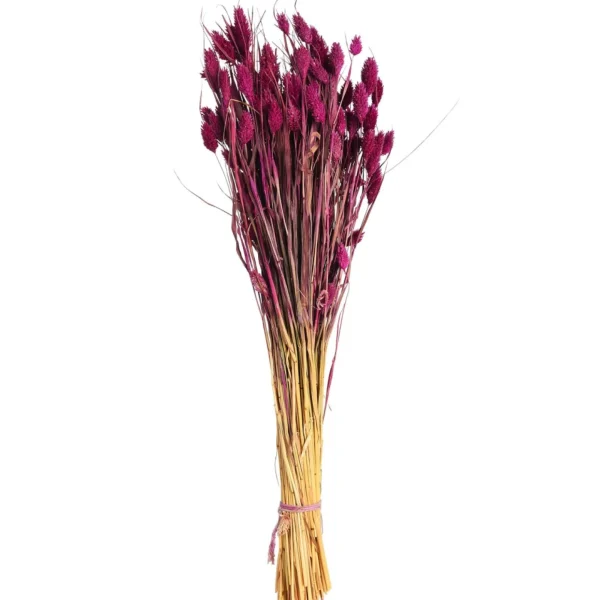 Depot Bouquet De Fleurs Sechees Phalaris