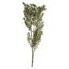 Depot Bouquet De Fleurs Sechees Ruscus