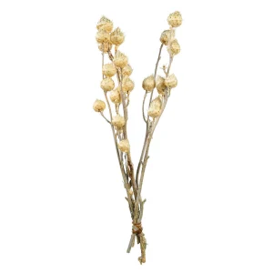 Depot Bouquet De Fleurs Sechees Carlina