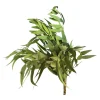 Depot Bouquet De Fleurs Sechees Eucalyptus