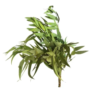 Depot Bouquet De Fleurs Sechees Eucalyptus