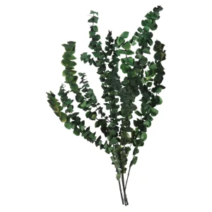 Depot Bouquet De Fleurs Sechees Eucalyptus^ Fleurs