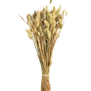 Depot Bouquet De Fleurs Sechees Herbe De Velours^ Fleurs