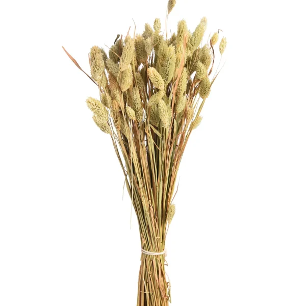 Depot Bouquet De Fleurs Sechees Herbe De Velours^ Fleurs