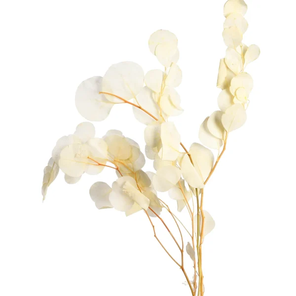 Depot Bouquet De Fleurs Sechees Eucalyptus^ Fleurs