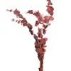 Depot Bouquet De Fleurs Sechees Eucalyptus^ Fleurs