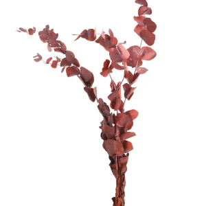Depot Bouquet De Fleurs Sechees Eucalyptus^ Fleurs