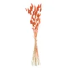 Depot Bouquet De Fleurs Sechees Herbe De Velours^ Fleurs