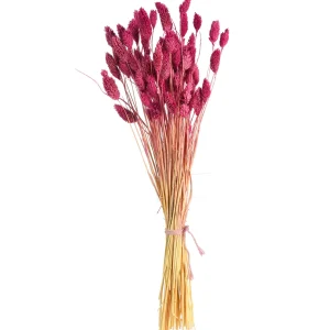 Depot Bouquet De Fleurs Sechees Herbe De Velours^ Fleurs
