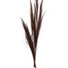 Depot Bouquet De Fleurs Sechees Herbe A Balai^ Fleurs