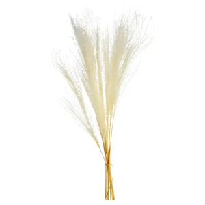 Depot Bouquet De Fleurs Sechees Scintillantes Miscanthus