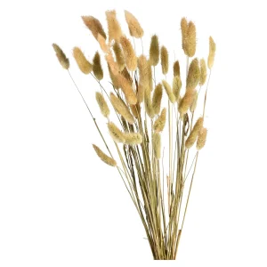 Depot Bouquet De Fleurs Sechees Herbe De Velours