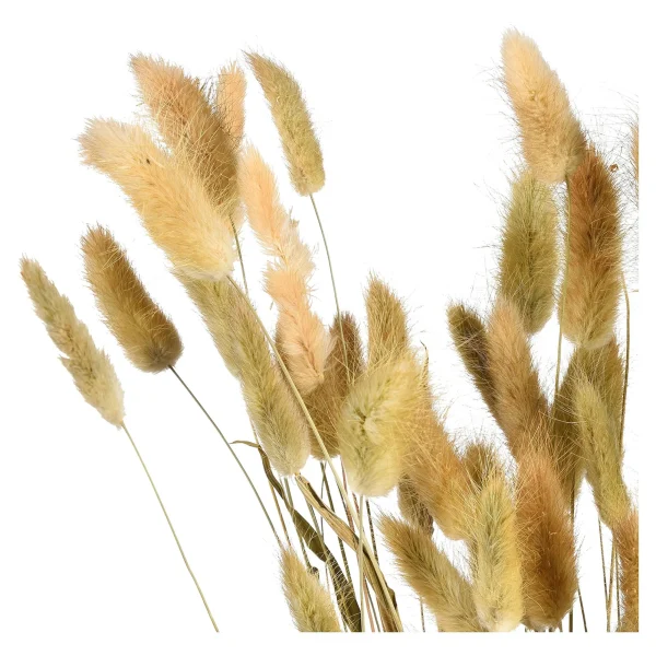 Depot Bouquet De Fleurs Sechees Herbe De Velours