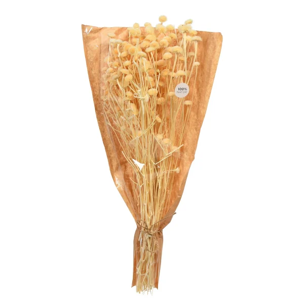 Depot Bouquet De Fleurs Sechees Wild Daisy