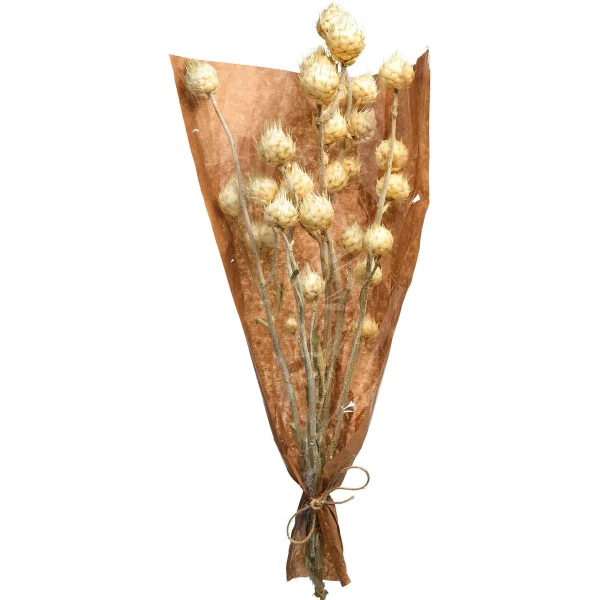 Depot Bouquet De Fleurs Sechees Carlina