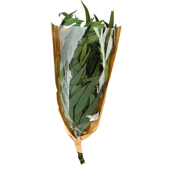 Depot Bouquet De Fleurs Sechees Eucalyptus