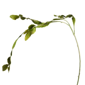 Depot Branche Artistique Cactus