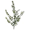 Depot Branche Artistique Eucalyptus