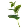 Depot Branche Artistique Eucalyptus