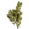 Depot Branche De Fleurs Sechees Scintillantes Ruscus^ Fleurs