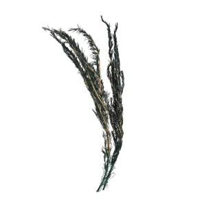 Depot Branche De Fleurs Sechees Romarin