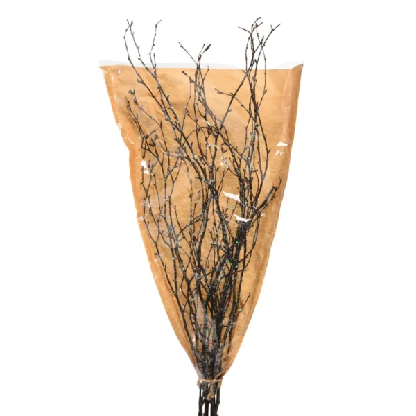 Depot Branche Naturelle Scintillante