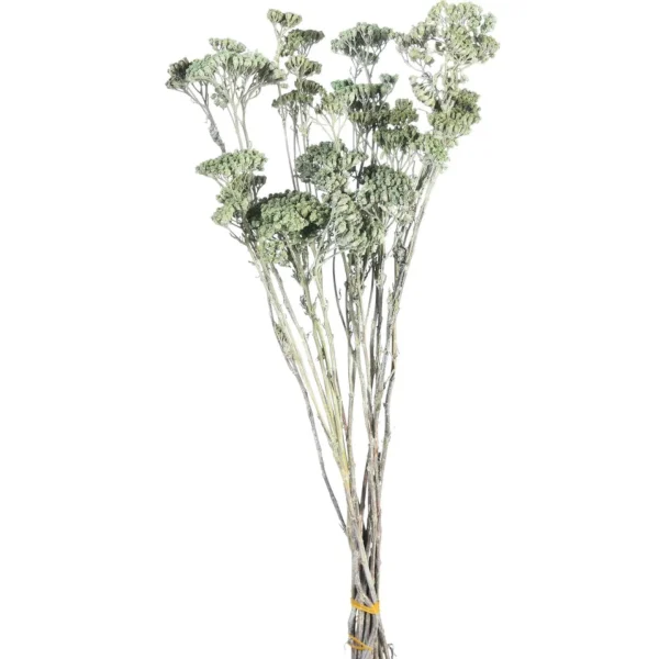 Depot Fagots Secs Achillea