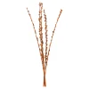 Depot Fagots Secs De Baies De La Mer^ Fleurs
