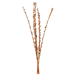 Depot Fagots Secs De Baies De La Mer^ Fleurs