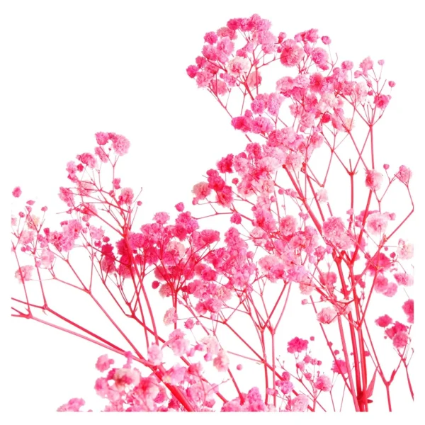 Depot Fagots Secs De Gypsophile