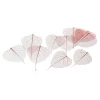 Depot Feuilles De Squelette Sechees