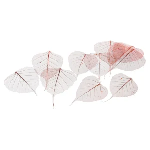 Depot Feuilles De Squelette Sechees