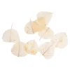 Depot Feuilles De Squelette Sechees