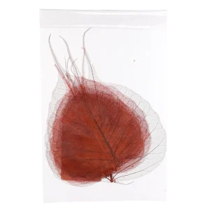 Depot Feuilles De Squelette Sechees