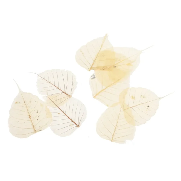 Depot Feuilles De Squelette Sechees
