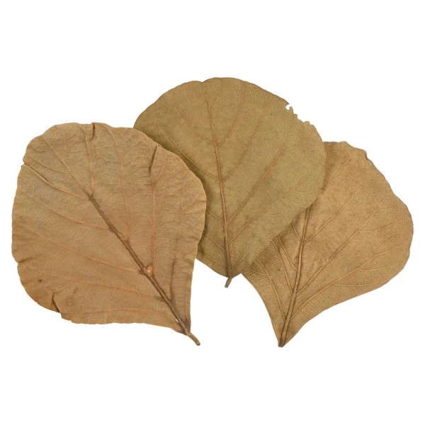 Depot Feuilles Sechees Cobra^ Décoration De La Couronne De L'Avent