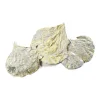 Depot Feuilles Sechees Cobra^ Fleurs