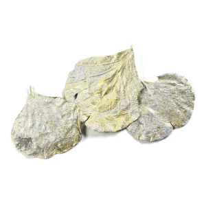 Depot Feuilles Sechees Cobra^ Fleurs
