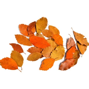 Depot Feuilles Seches - Articles Promotionnels^ Décoration De La Couronne De L'Avent