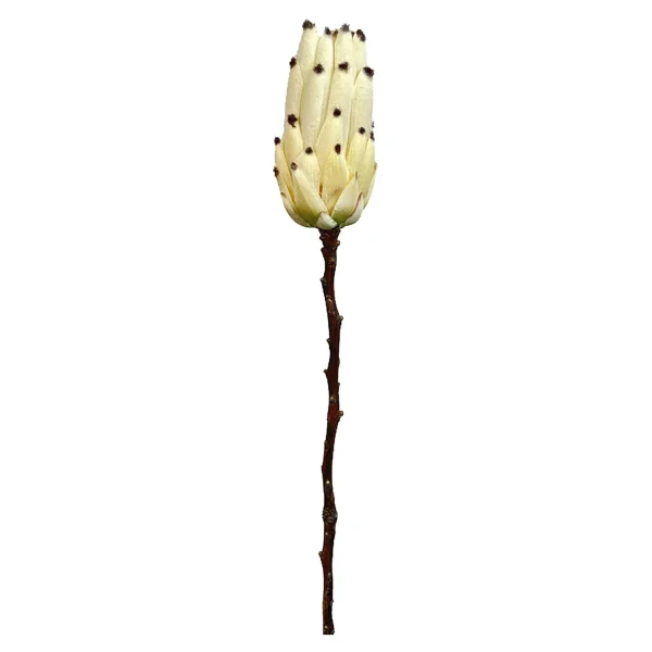 Depot Fleur De Tige Artificielle Protea