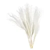 Depot Fleur Seche Roseau