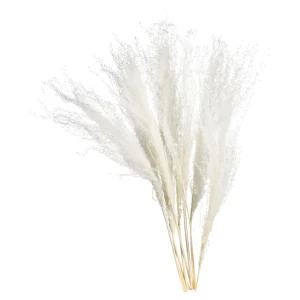 Depot Fleur Seche Roseau