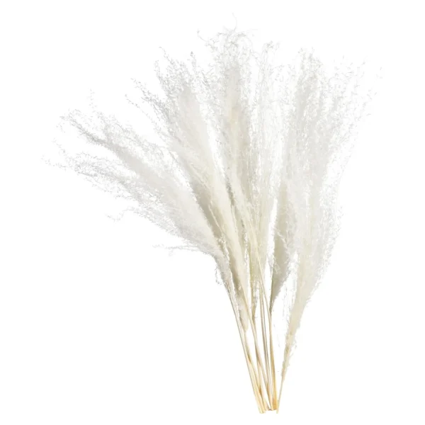 Depot Fleur Seche Roseau