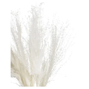 Depot Fleur Seche Roseau