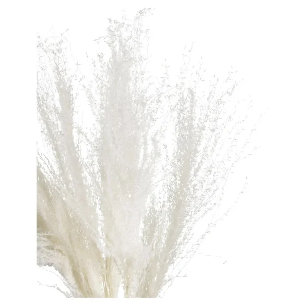 Depot Fleur Seche Roseau