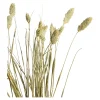 Depot Fleur Sechee Canari