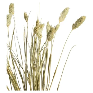 Depot Fleur Sechee Canari