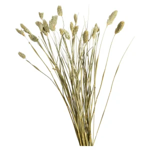 Depot Fleur Sechee Canari