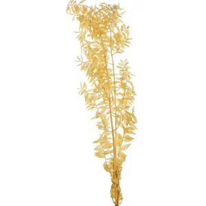 Depot Fleur Sechee De Ruscus